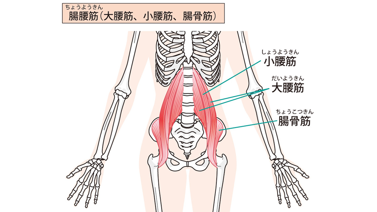 腸腰筋のイラスト