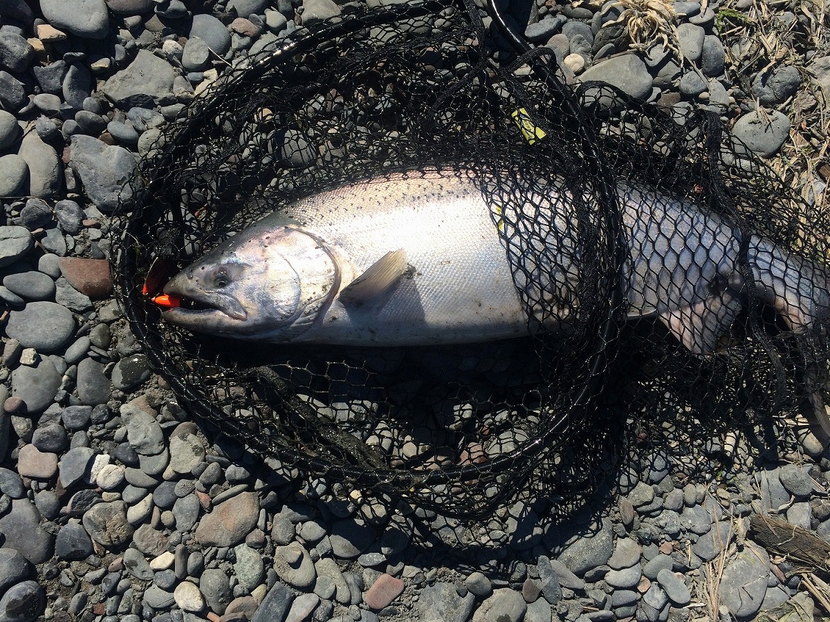 KINGsalmon