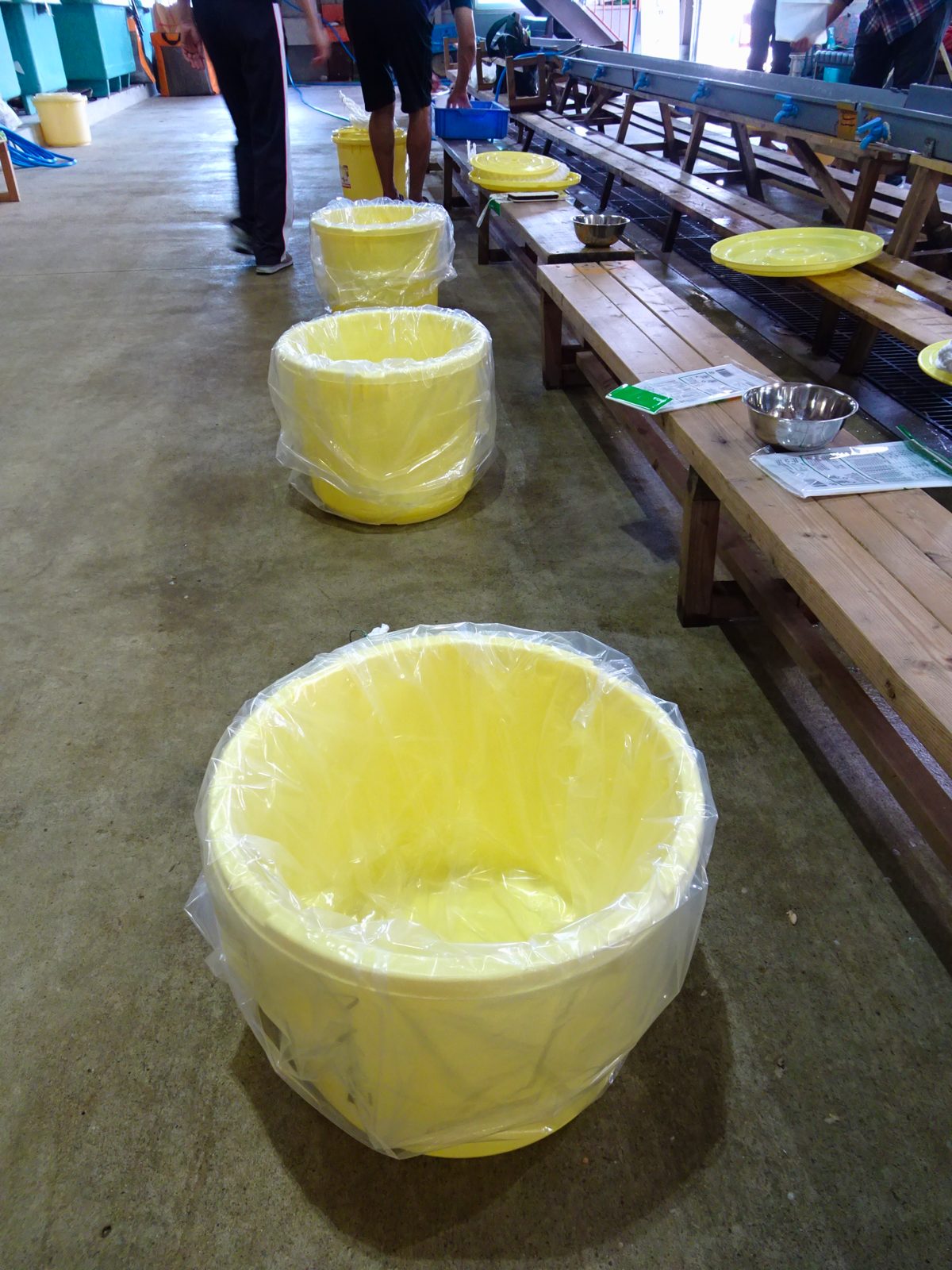 プラスチックの黄色い漬物樽に大きなビニール袋を2重にして入れられているモノが3個並んでいる。