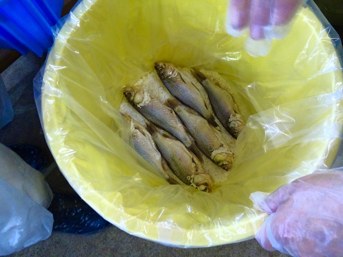 プラスチックの黄色い漬物樽にビニールが2重に入れられ、その中に焚いたごはんが敷き詰められ、さらにその上にはごはんを詰められた鮒が並べられている。