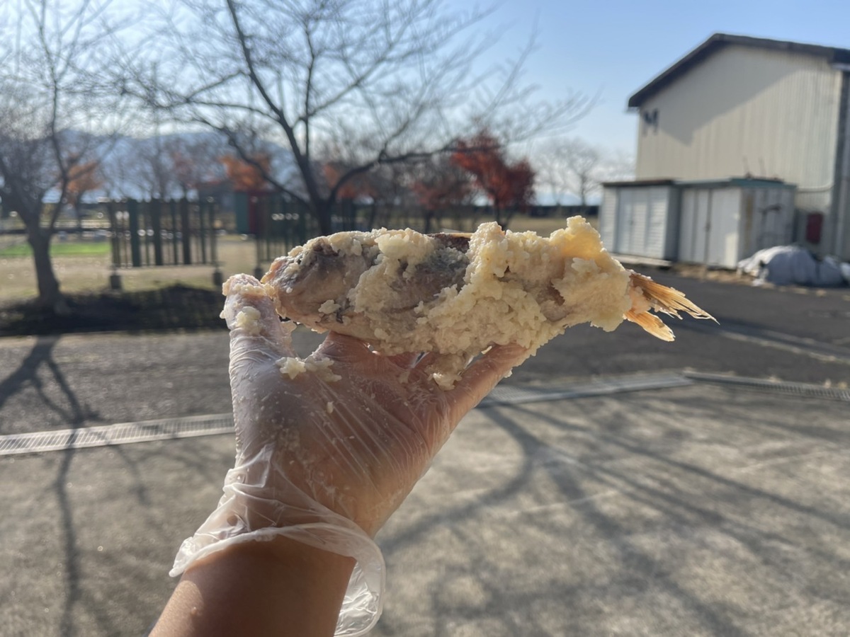 沖島の屋外。使い捨てのビニール手袋をした片手に、取り出したばかりの鮒ずし1匹を撮影者自身がもっている。鮒ずしの周りには、少しクリーム色がかった飯（いい）がたくさん付いている。）