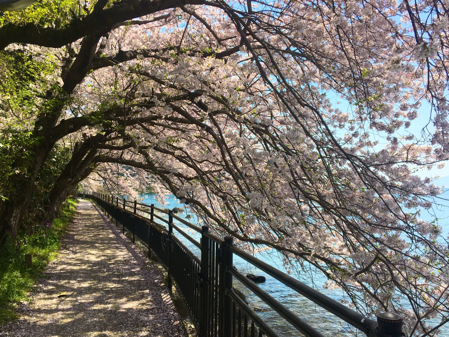 琵琶湖湖岸の桜のトンネル。湖面すれすれまで桜が垂れている。