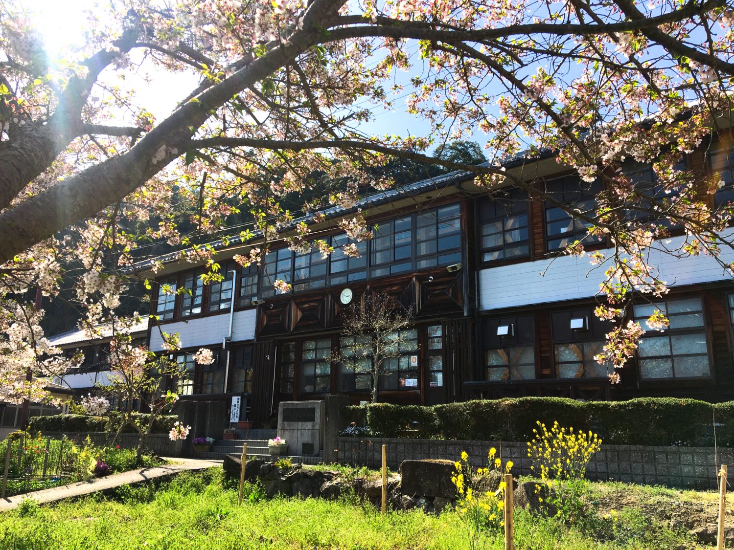 昭和初期を思い出させるような2階建ての木造校舎。手前には満開の桜の木。