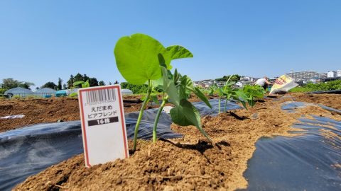 SDGsとプラ問題の狭間で…枝豆から本当の持続可能性を考えてみた