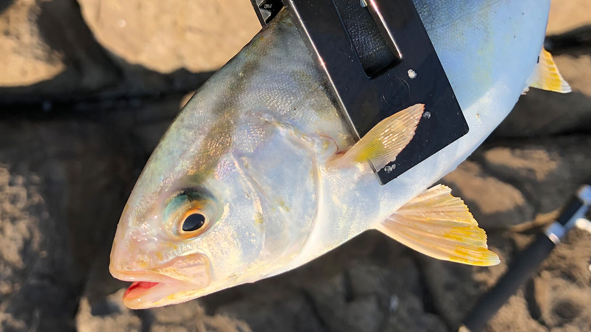 釣り上げた魚。