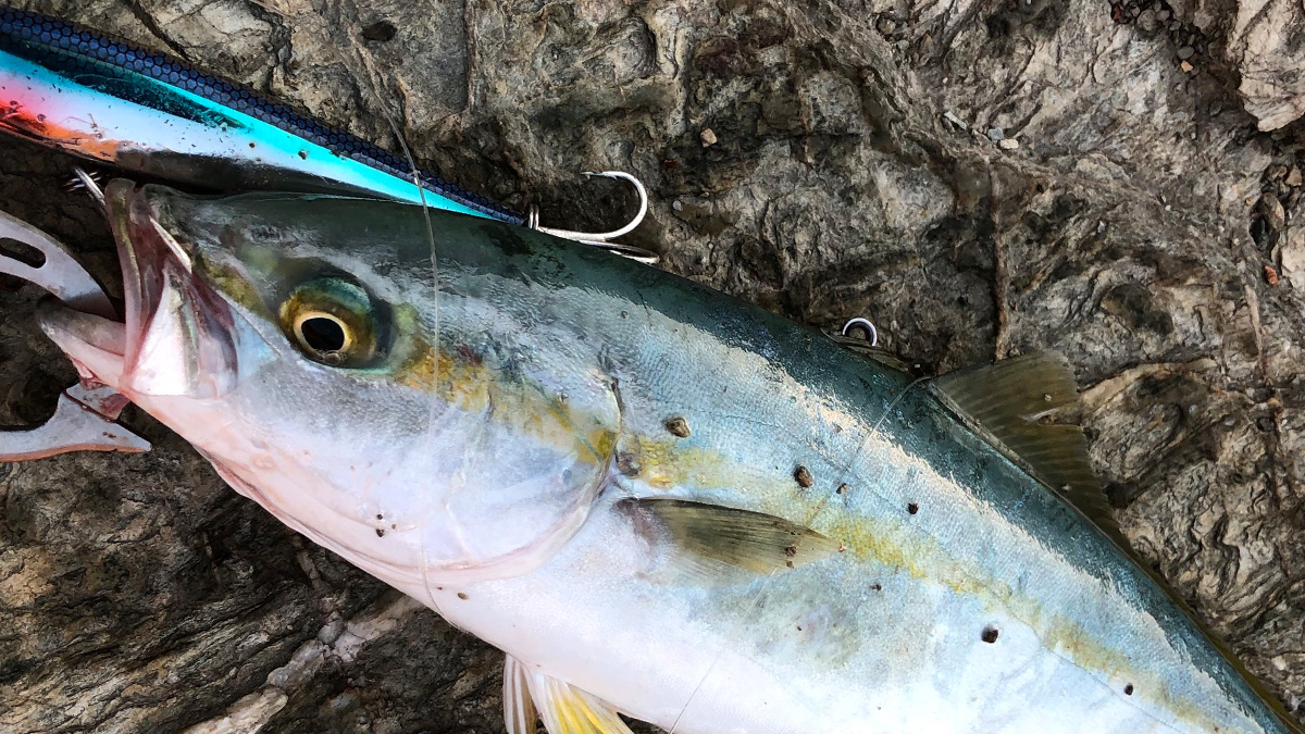 釣り上げた魚。