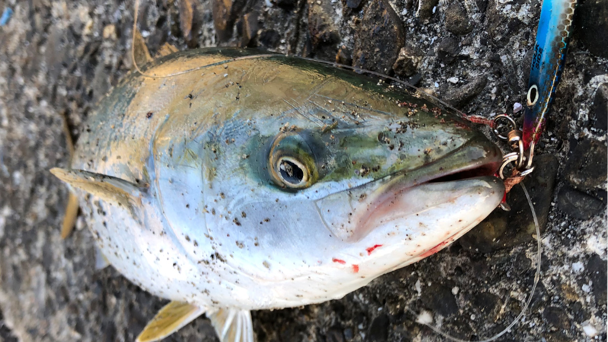 釣り上げた魚。