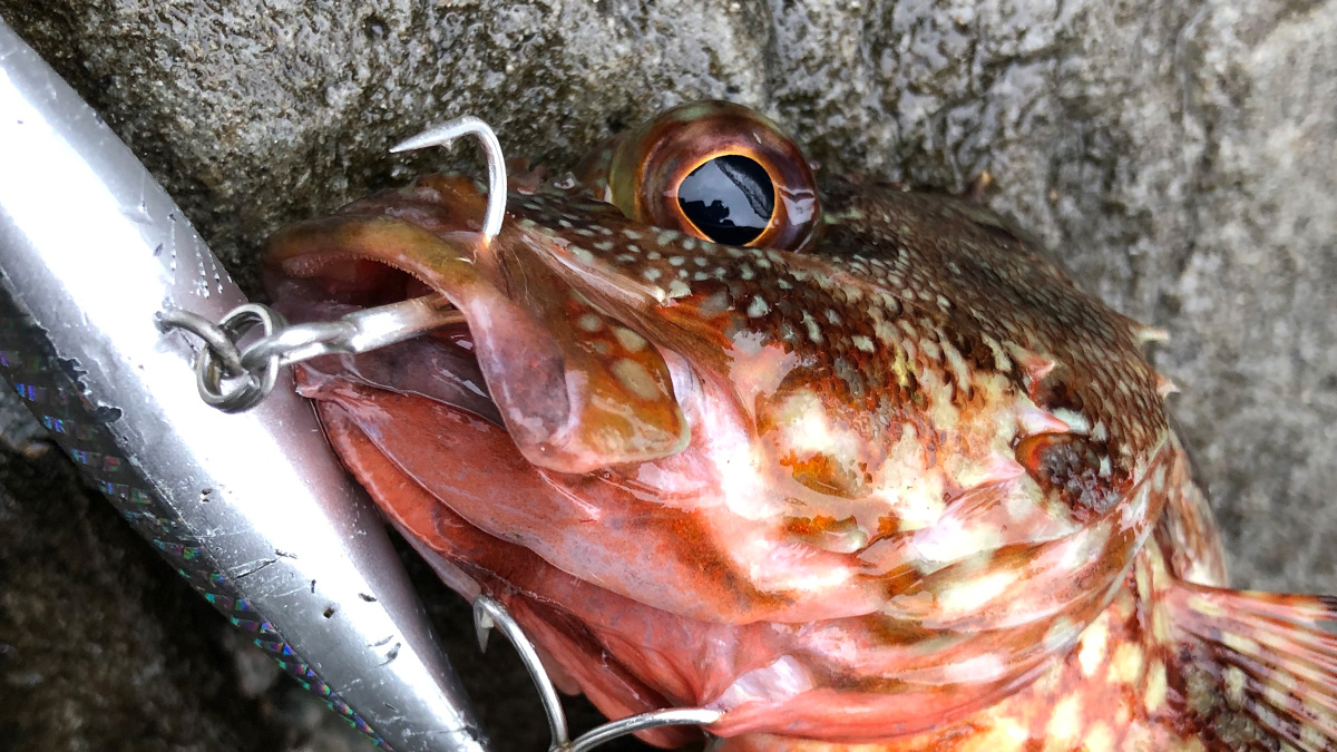 釣り上げた魚。