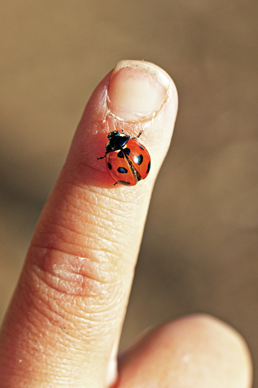 朝昼晩 オールで虫捕り 子供と楽しむ虫育キャンプにチャレンジ 自然観察 Be Pal キャンプ アウトドア 自然派生活の情報源ビーパル 朝昼晩 オールで虫捕り 子供と楽しむ虫育キャンプにチャレンジ 自然観察 Be Pal キャンプ アウトドア 自然派生活の情報源ビーパル