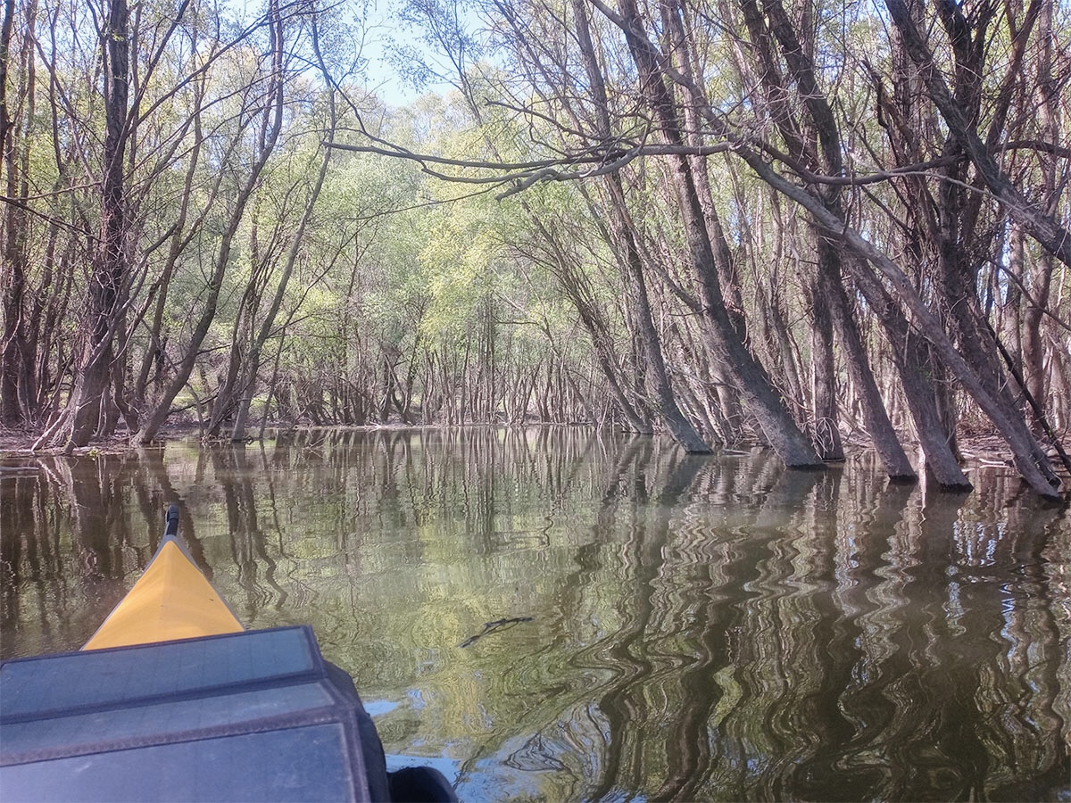 パーシュの脇の林を漕ぐと、まるでマングローブ