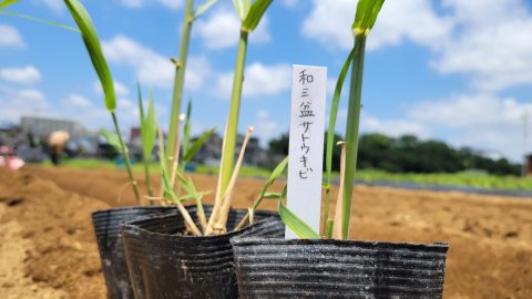 初めて見た！四国の特産品、和三盆の苗を植える