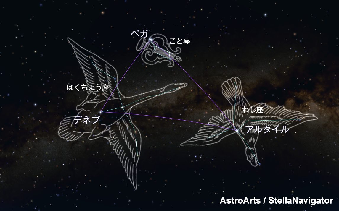 七夕の夜に確かめたい こと座もわし座も ワシ の説 自然観察 Be Pal キャンプ アウトドア 自然派生活の情報源ビーパル