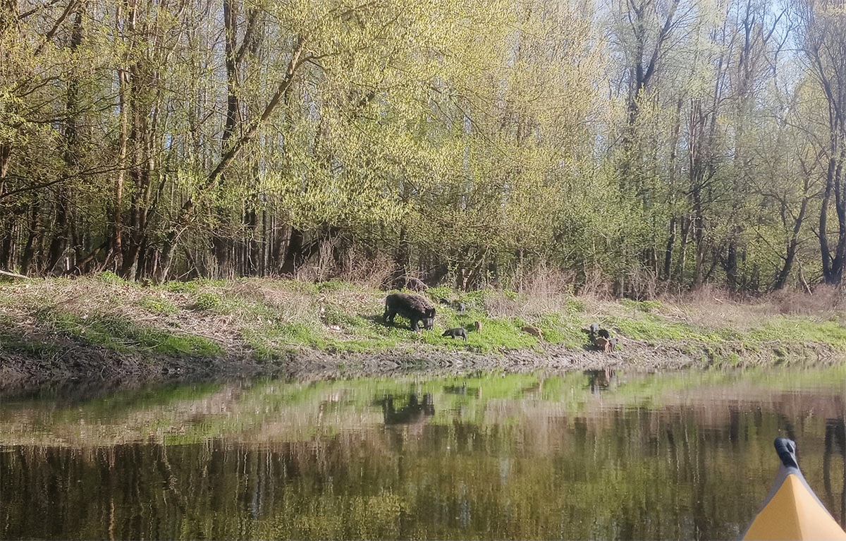 ドナウ川でみたイノシシ家族