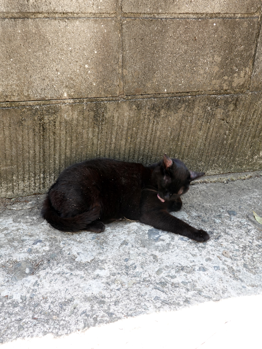 日陰でノンビリする黒猫