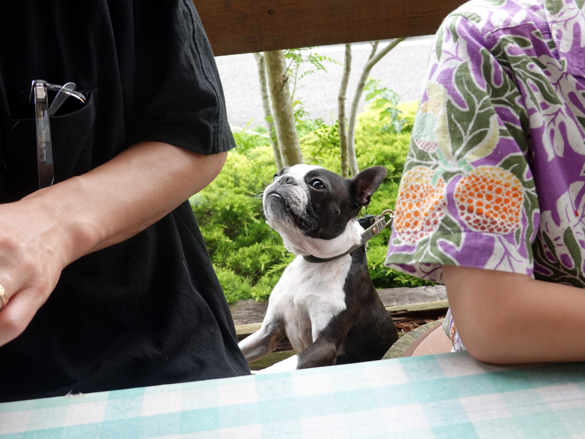 帰りたがる犬