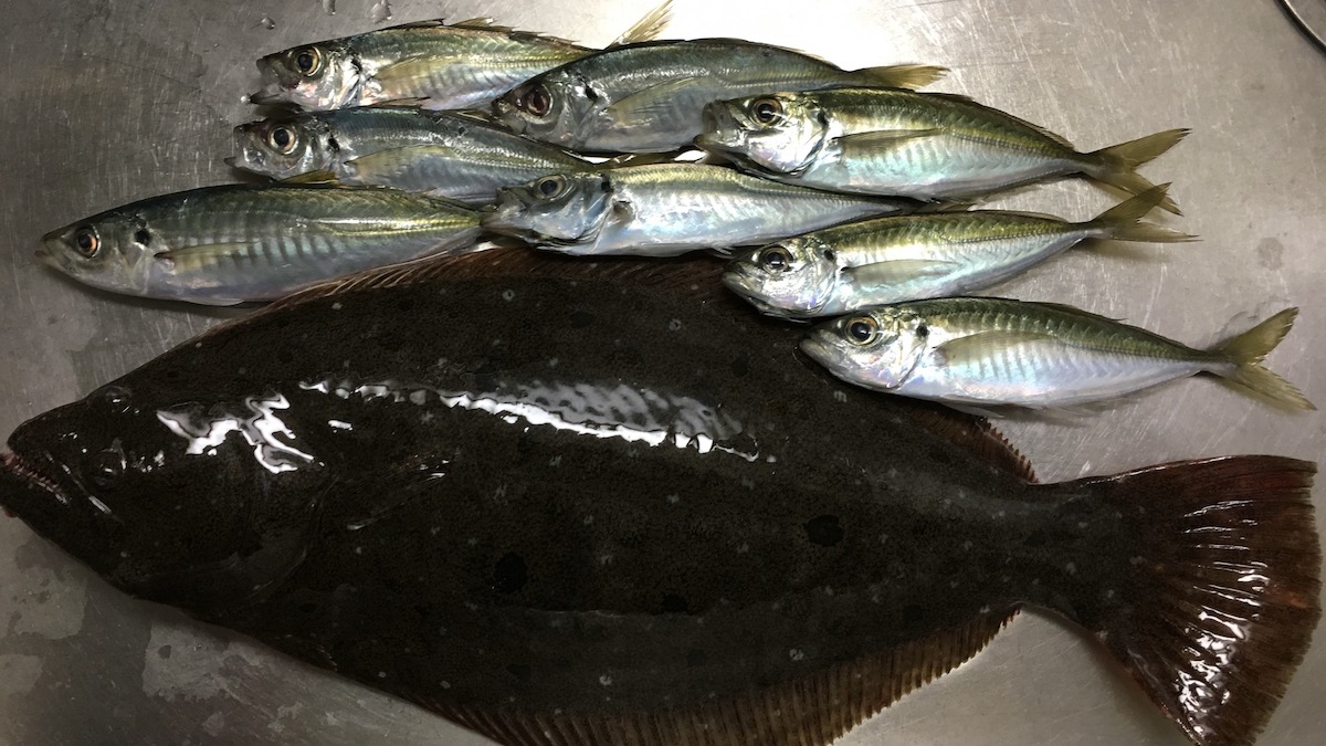 筆者の釣ったアジとヒラメ