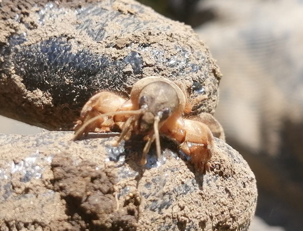知っているようで知らない身近な昆虫「ケラ」の生態とは？ | 自然観察・昆虫 【BE-PAL】キャンプ、アウトドア、自然派生活の情報源ビーパル