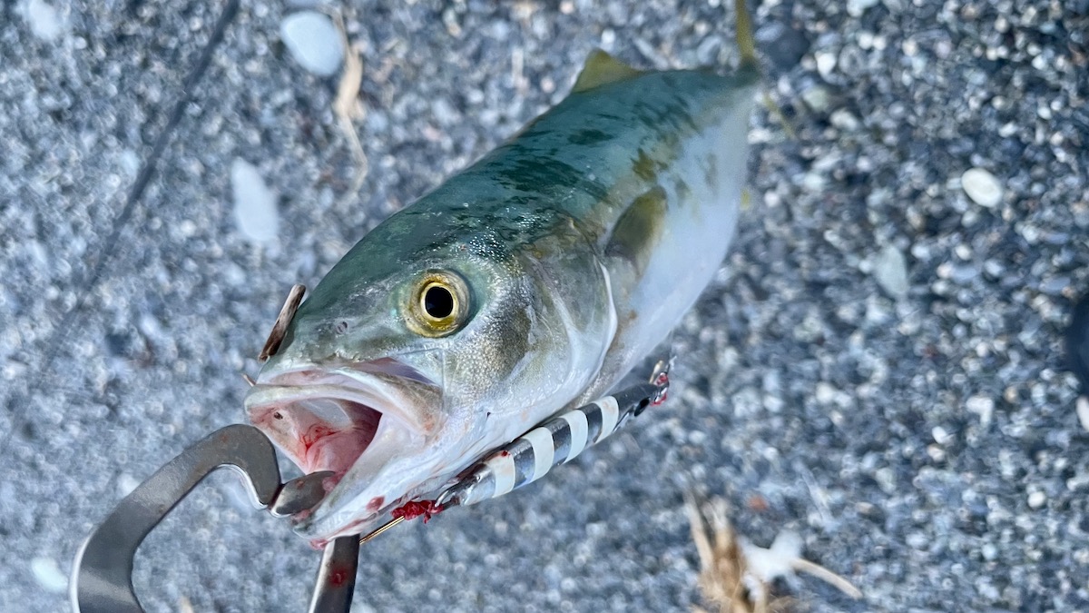 筆者の釣ったワカシ(ブリの幼魚)