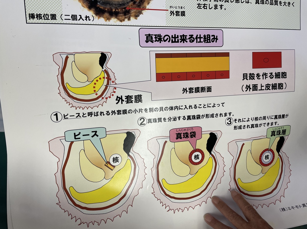 真珠が出来る仕組みの説明図