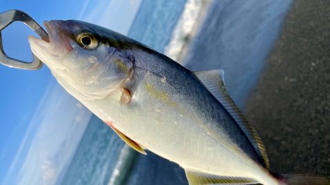 サーフフィッシングをやってみよう！色々な魚が釣れて楽しめる、釣りの基本を紹介