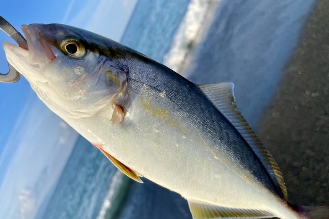 サーフフィッシングをやってみよう！色々な魚が釣れて楽しめる、釣りの基本を紹介