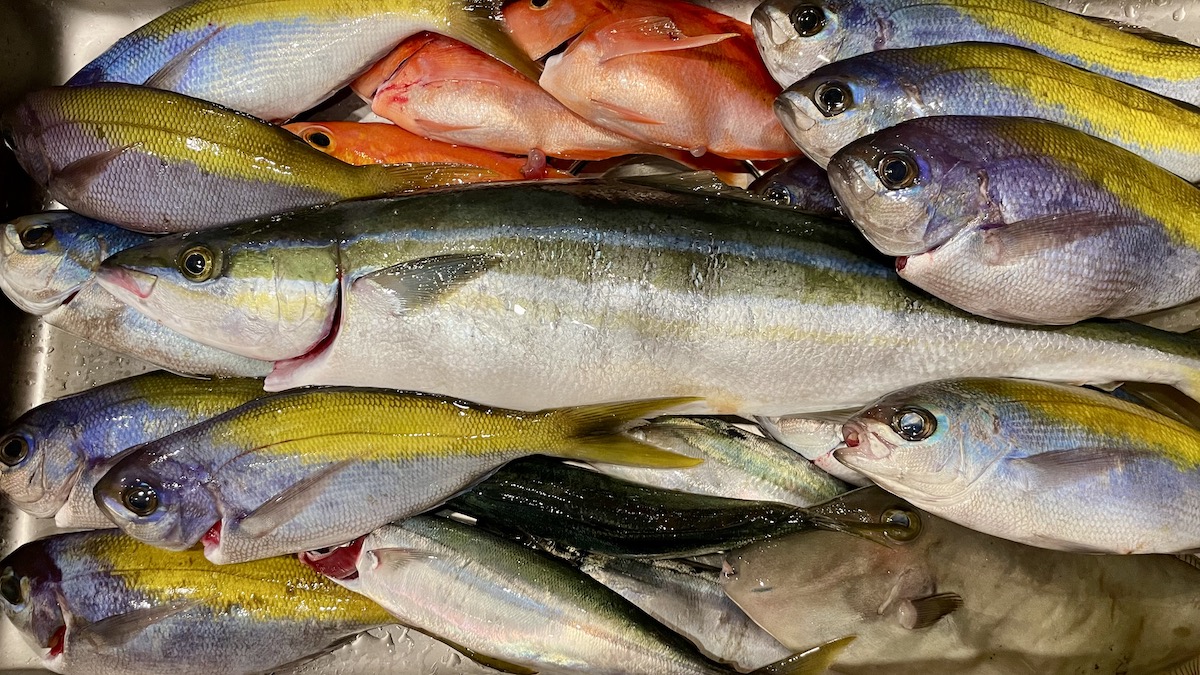 筆者の釣ったウメイロ、ツムブリ