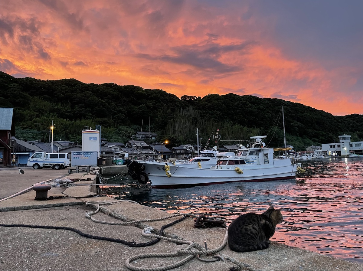 夕焼け空の下、猫が海を見つめる