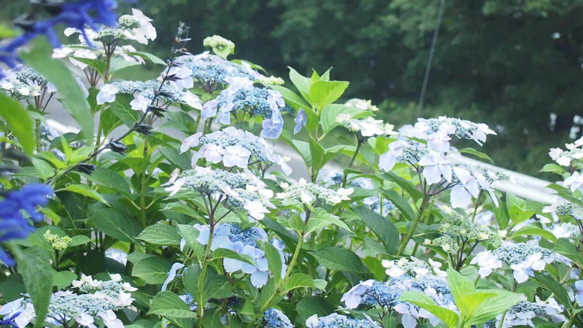 紫陽花