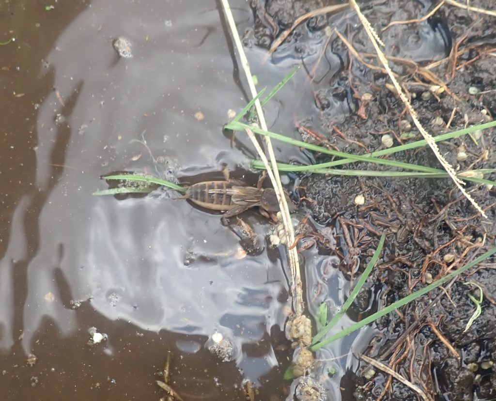 知っているようで知らない身近な昆虫「ケラ」の生態とは？ | 自然観察・昆虫 【BE-PAL】キャンプ、アウトドア、自然派生活の情報源ビーパル