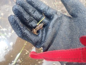 知っているようで知らない身近な昆虫「ケラ」の生態とは？ | 自然観察・昆虫 【BE-PAL】キャンプ、アウトドア、自然派生活の情報源ビーパル
