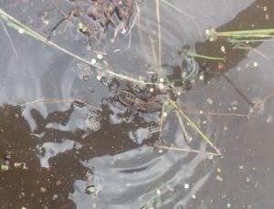 知っているようで知らない身近な昆虫「ケラ」の生態とは？ | 自然観察・昆虫 【BE-PAL】キャンプ、アウトドア、自然派生活の情報源ビーパル