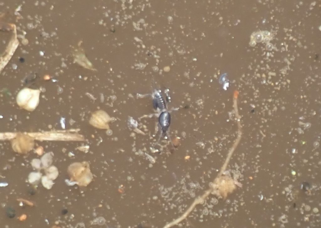 知っているようで知らない身近な昆虫「ケラ」の生態とは? | 自然観察・昆虫 【BE-PAL】キャンプ、アウトドア、自然派生活の情報源ビーパル