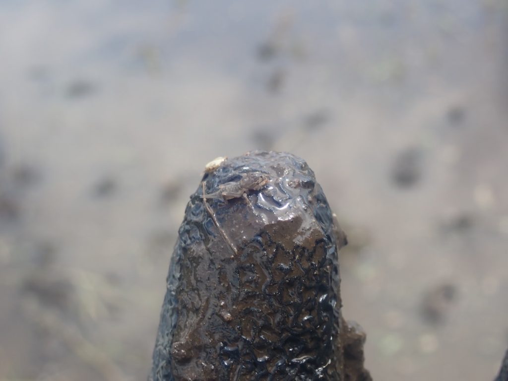 知っているようで知らない身近な昆虫「ケラ」の生態とは？ | 自然観察・昆虫 【BE-PAL】キャンプ、アウトドア、自然派生活の情報源ビーパル