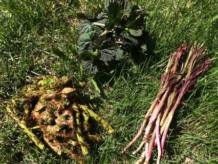 ハイキング＝食材探し！アラスカで山菜を採って食べてみた