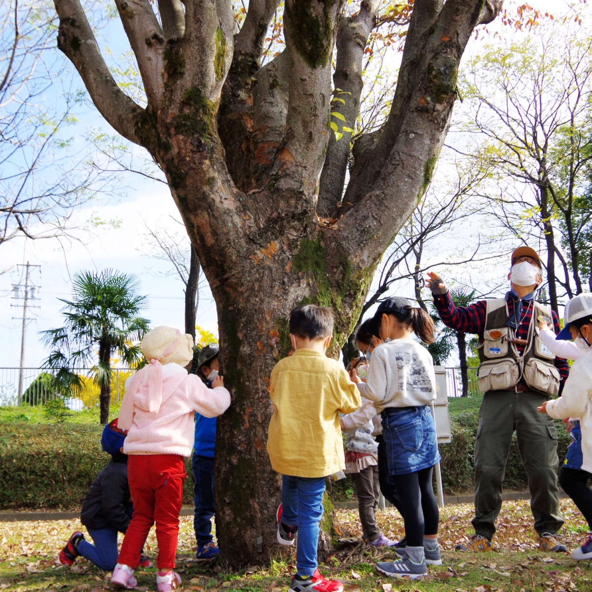 地衣類の質感、苔、小さな虫たちを観察する、森のようちえんの野遊びのアイデア