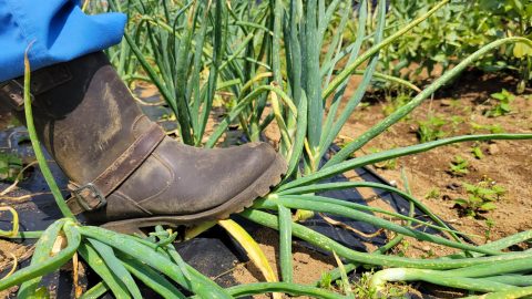 「やりすぎなんだよ…」 超ドM野菜の玉ねぎを収穫