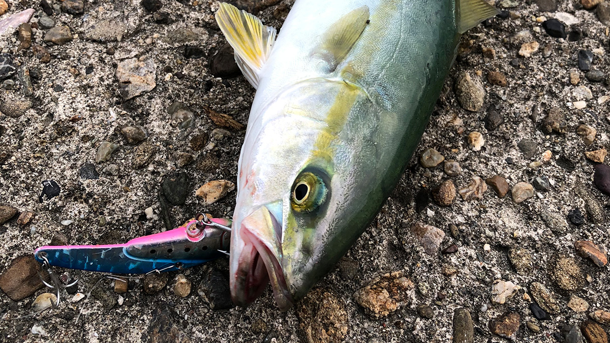 釣り上げた魚