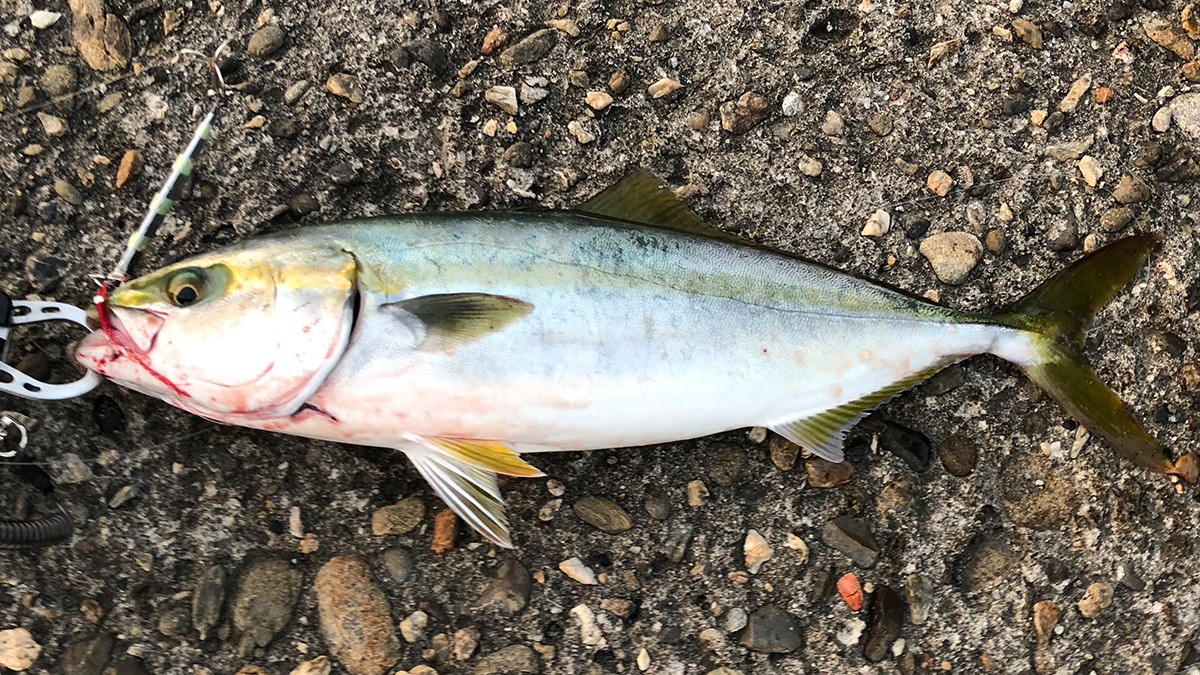 釣り上げた魚。