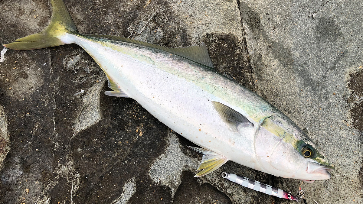 釣り上げた魚。