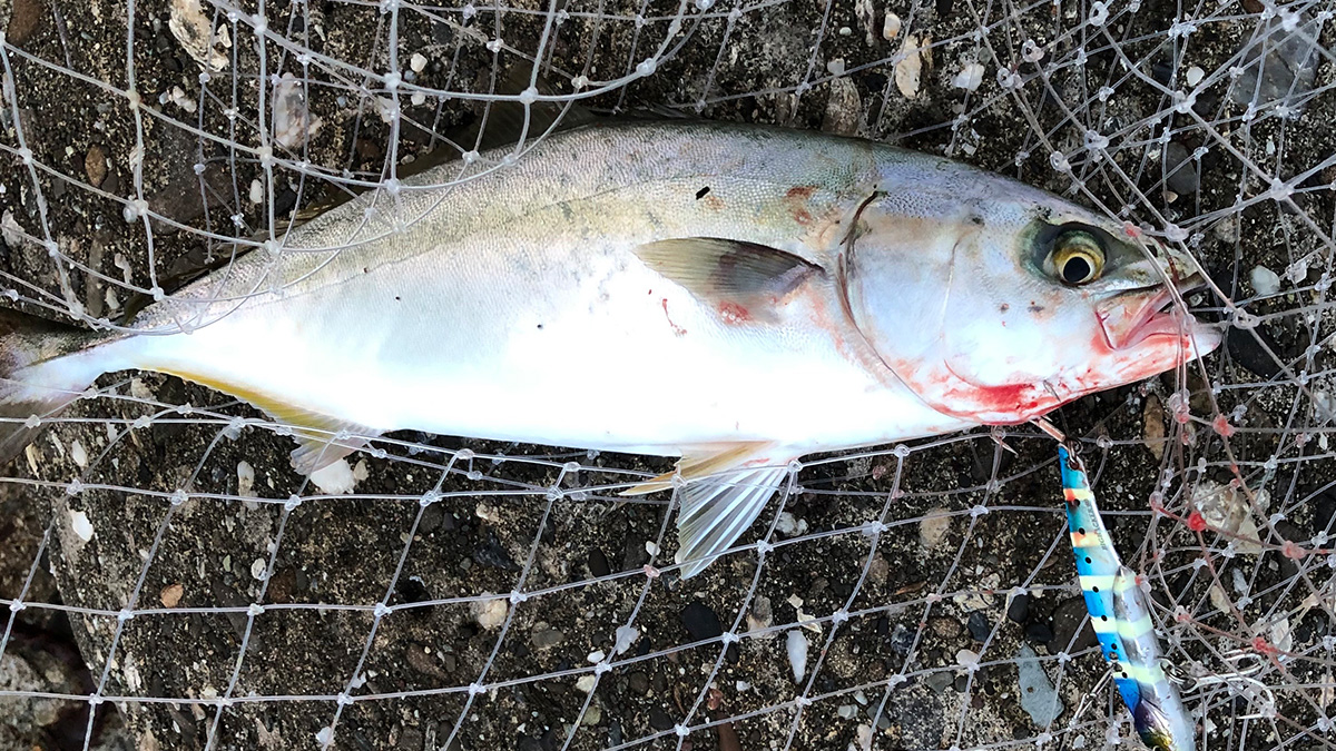 釣り上げた魚。