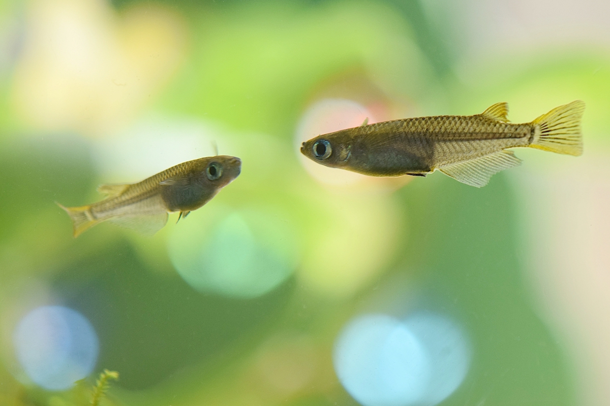 実は 絶滅危惧 類 にも選定されているんです メダカ の実態早わかり講座 自然観察 Be Pal キャンプ アウトドア 自然派生活の情報源ビーパル