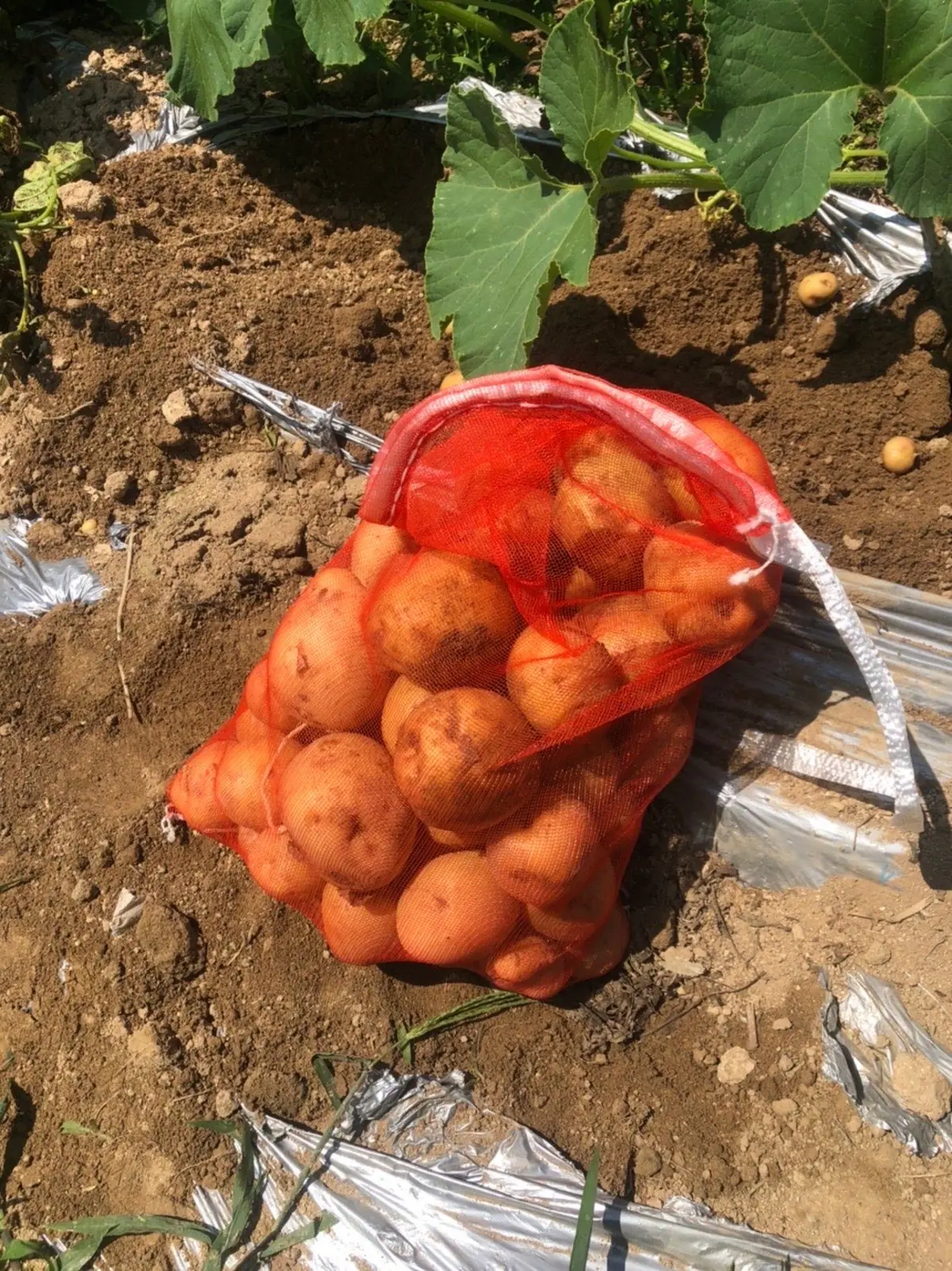 畑活 は絶好調 みずみずしい 夏野菜作り が 収穫祭りを迎えました 農業 ガーデニング Be Pal キャンプ アウトドア 自然派生活の情報源ビーパル