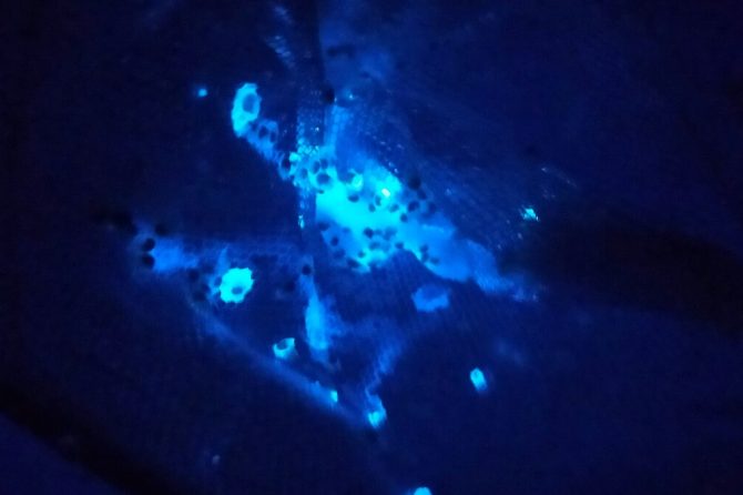 ウミホタルを採取して観察しよう！簡単にできて夏休みの自由研究にもおすすめ！