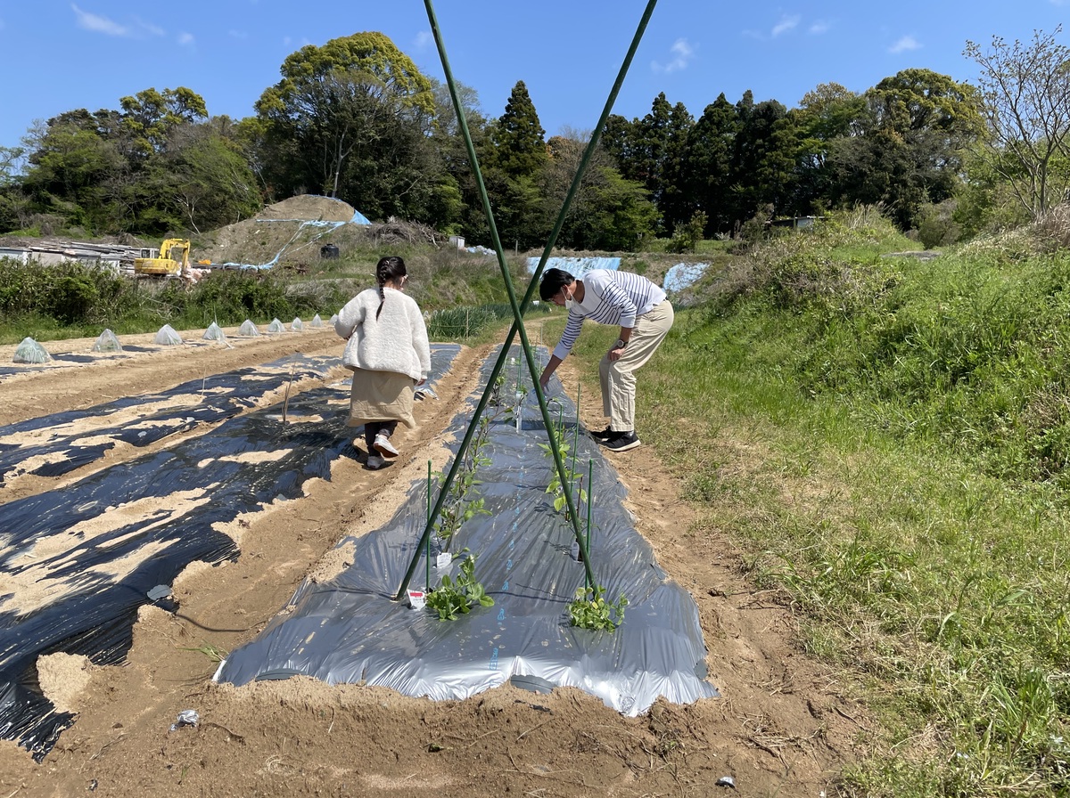 畑の野菜の苗たち