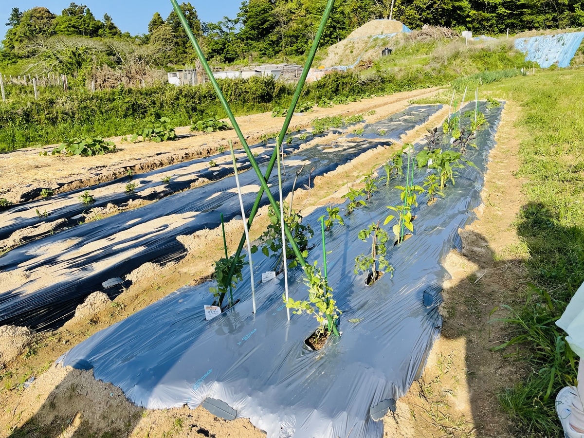 畑の野菜