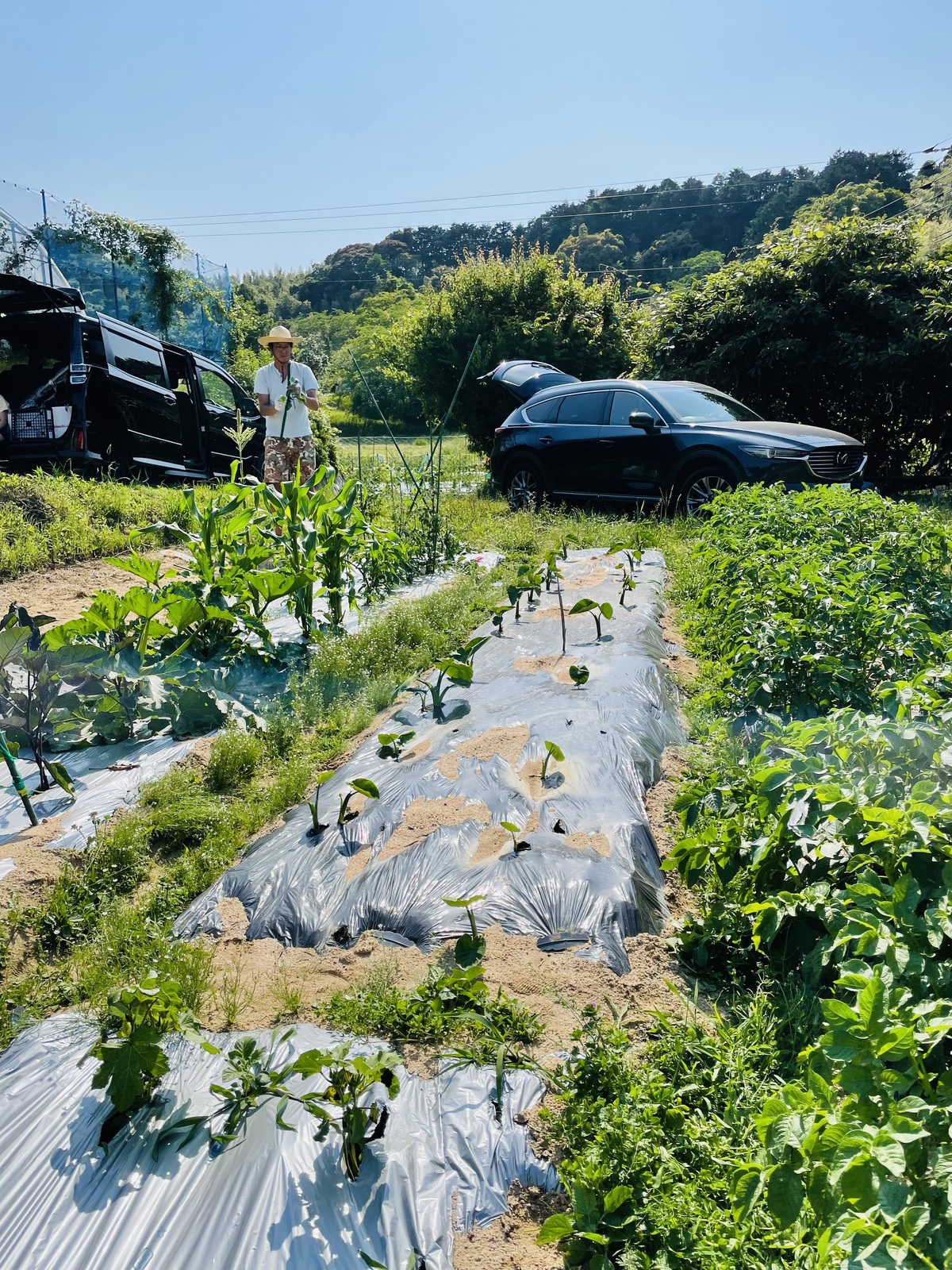 畑の野菜