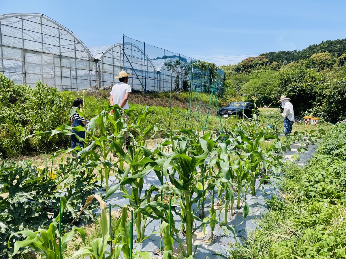 畑の野菜