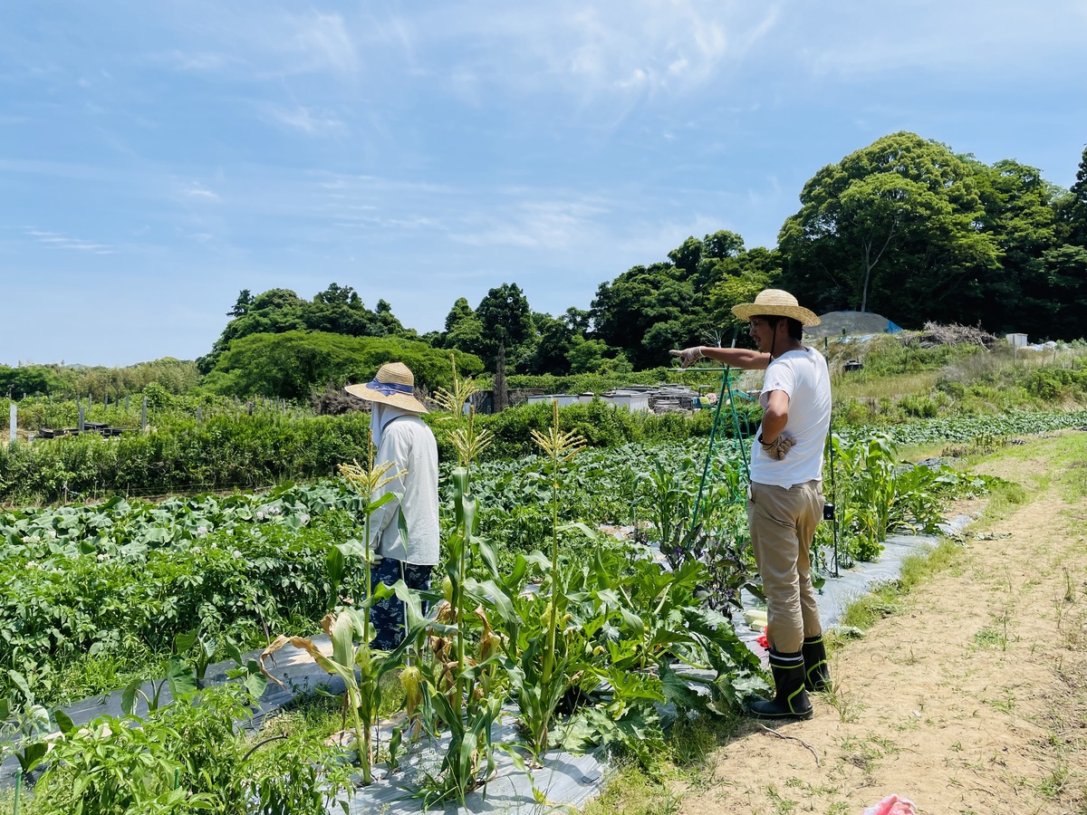 畑の夏野菜