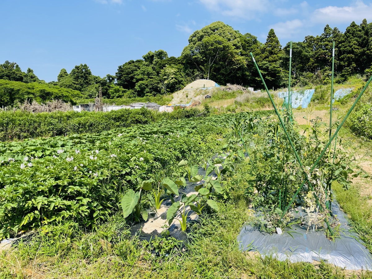 夏の畑の様子