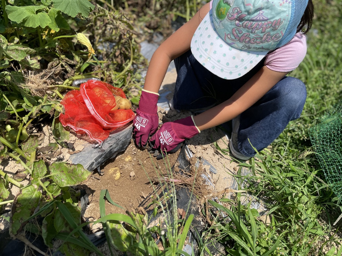 畑でジャガイモの収穫をする少女